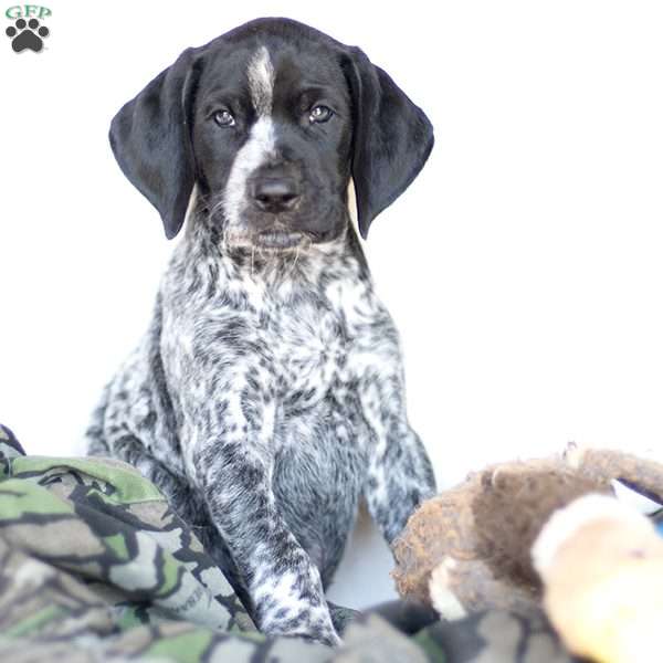 Stuart, German Shorthaired Pointer Puppy